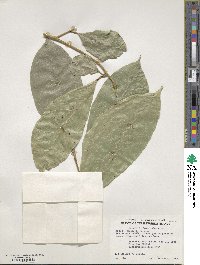 Ficus tinctoria image