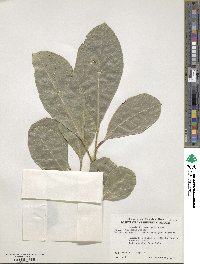 Ficus tinctoria image