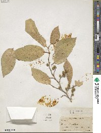 Ficus tinctoria image