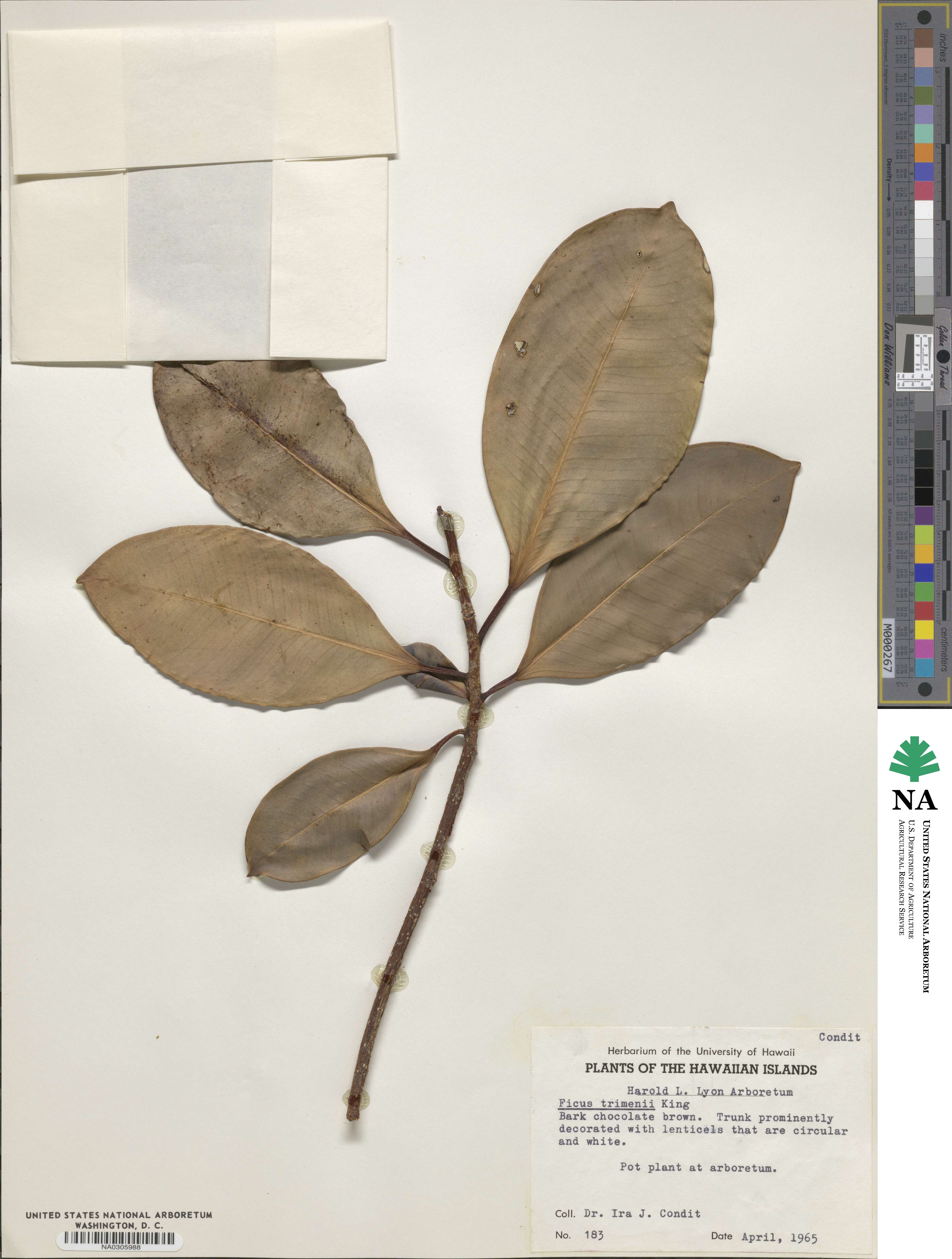 Ficus trimenii image