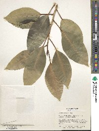 Ficus amplissima image