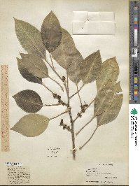 Ficus amplissima image