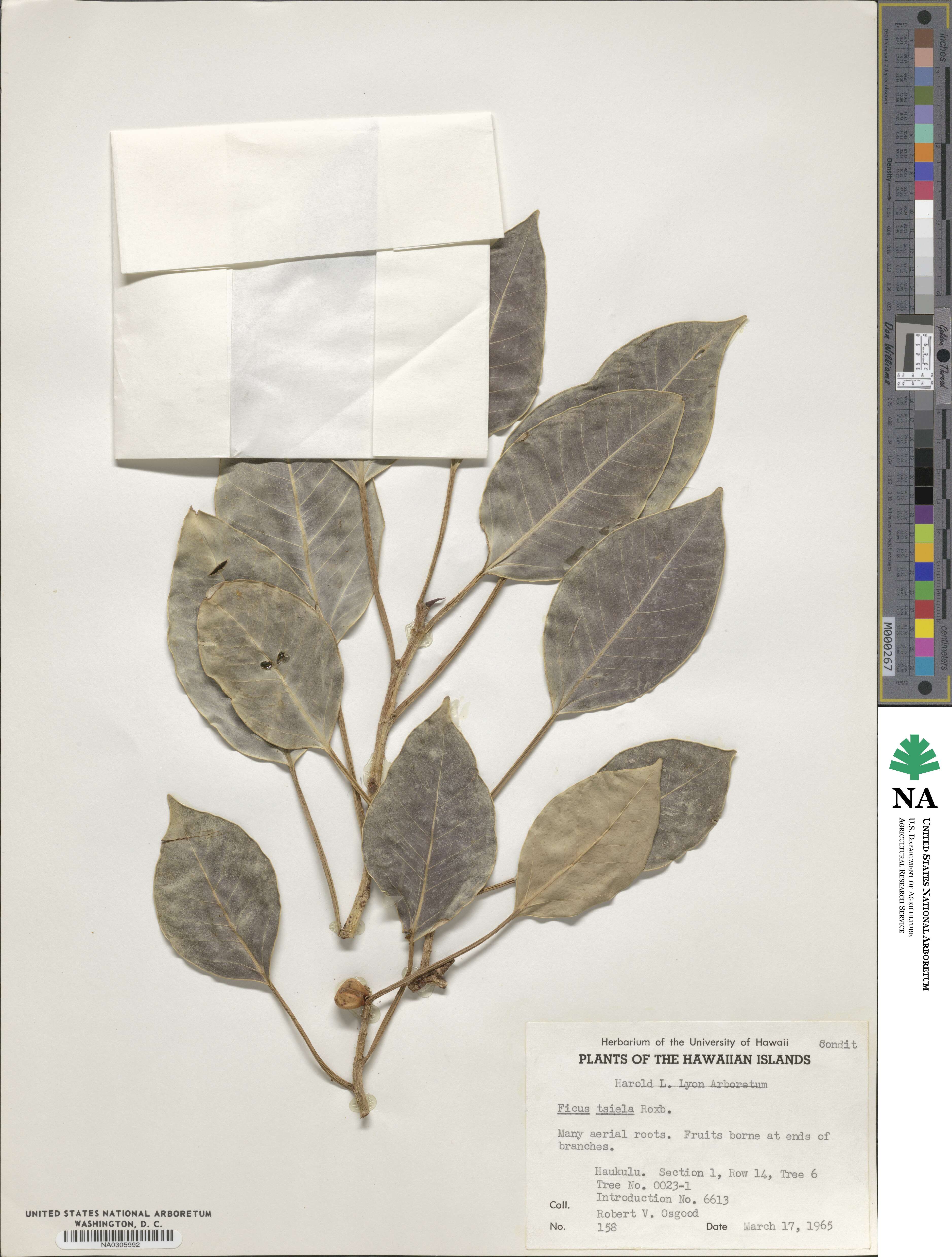 Ficus amplissima image