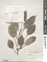 Ficus amplissima image