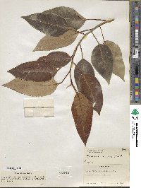 Ficus amplissima image