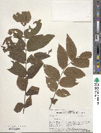 Juglans nigra image