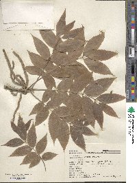 Juglans nigra image