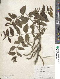 Juglans nigra image