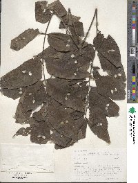 Juglans nigra image