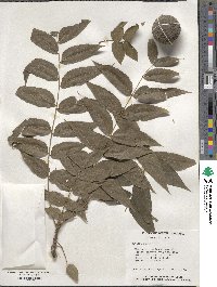 Juglans nigra image