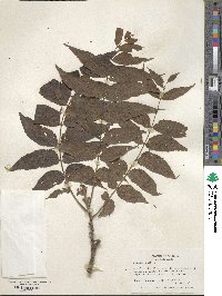 Juglans nigra image