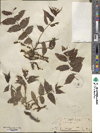 Juglans nigra image