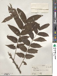 Juglans nigra image