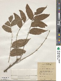 Juglans nigra image