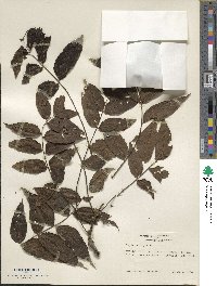 Juglans nigra image