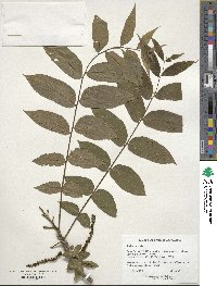 Juglans nigra image