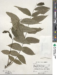 Juglans nigra image