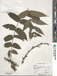 Juglans nigra image