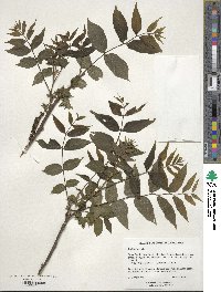 Juglans nigra image