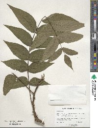 Juglans nigra image