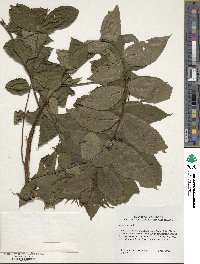 Juglans nigra image