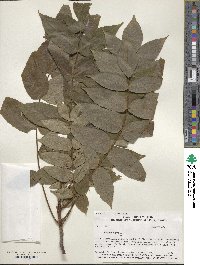 Juglans nigra image