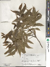 Juglans nigra image