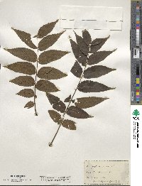 Juglans nigra image