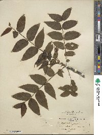 Juglans nigra image