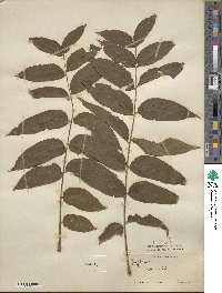 Juglans nigra image