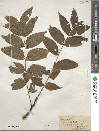 Juglans nigra image