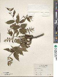 Juglans nigra image