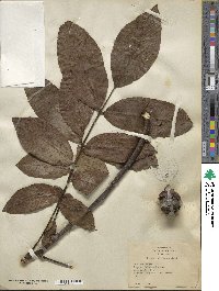 Juglans regia image