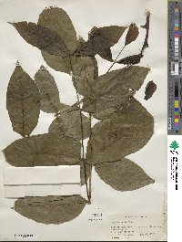 Juglans regia image