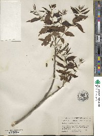 Juglans microcarpa image