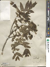 Juglans microcarpa image