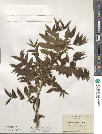 Juglans microcarpa image