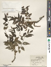 Juglans microcarpa image