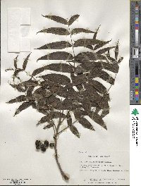 Juglans microcarpa image