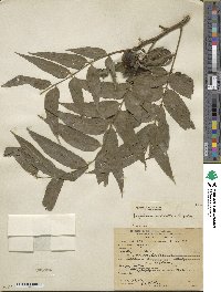 Juglans microcarpa image