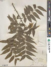 Juglans major image