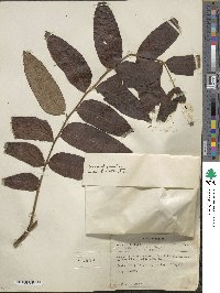 Juglans mollis image