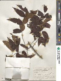 Juglans mollis image