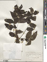 Juglans mollis image