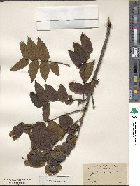 Juglans mollis image