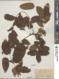 Juglans mollis image