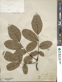 Juglans regia image