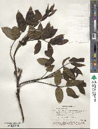 Juglans regia image