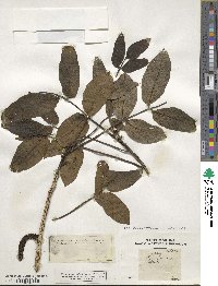 Juglans regia image