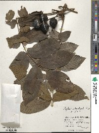 Juglans ailantifolia image